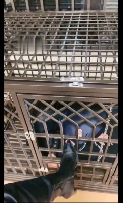 【仙女殿下】圈养的狗被暴虐 bf7118 -套路艾彩视频