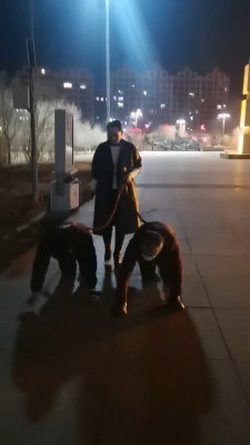 【冷御女王】高贵女王户外溜双狗奴 bf26991 -套路艾彩视频